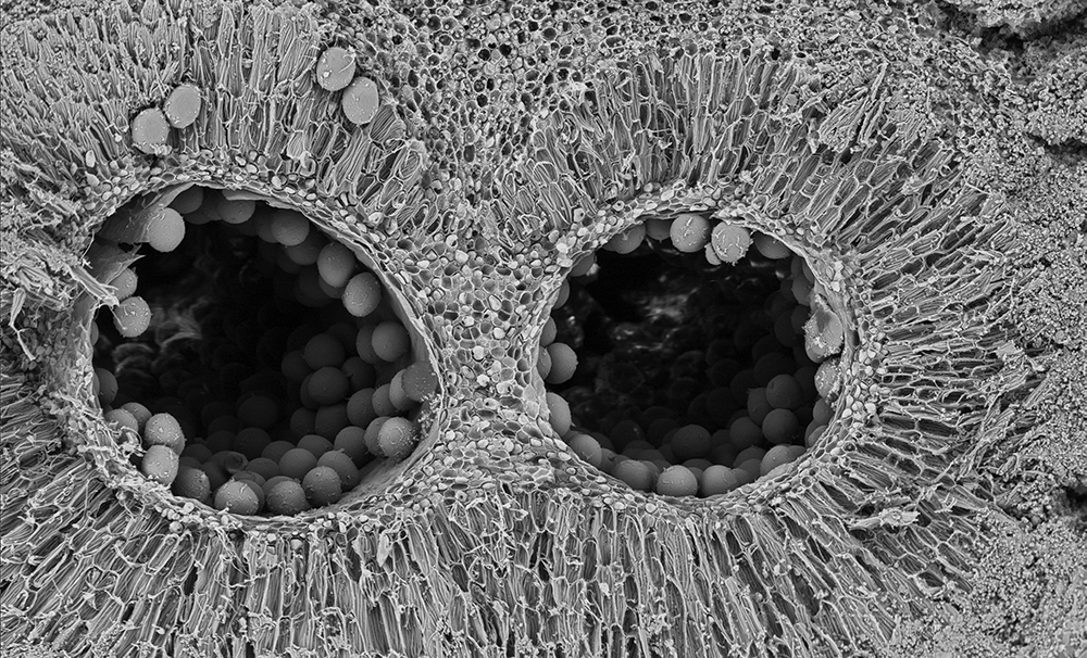 Cross section, showing the locule (cavity where the pollen is located)