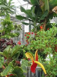Plants in the Tropical Room.