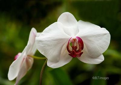 A white orchid.