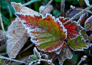 First Frost Photo