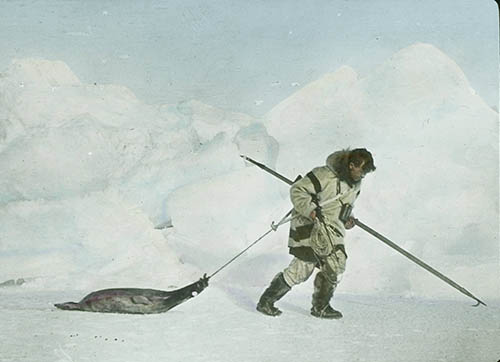 Vilhjalmur Stefansson Dragging a Seal