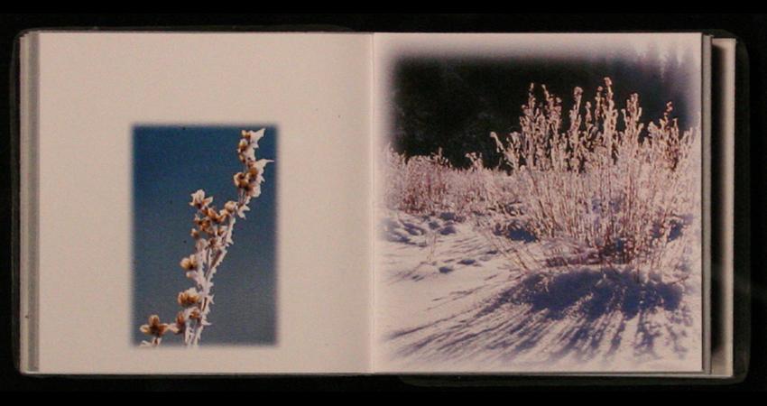 Winter White photographs