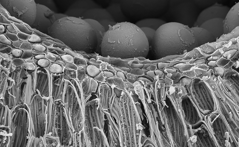 High magniification image showing pollen inside the locule (cavity where the pollen is located). 