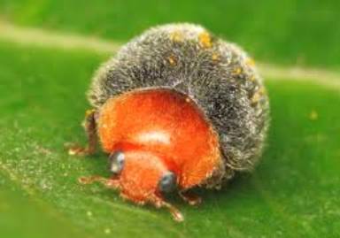 An image of a Cryptolaemus montrouzieri beetle.