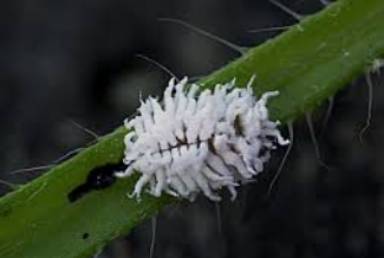 The larval form of Cryptolaemus montrouzieri.