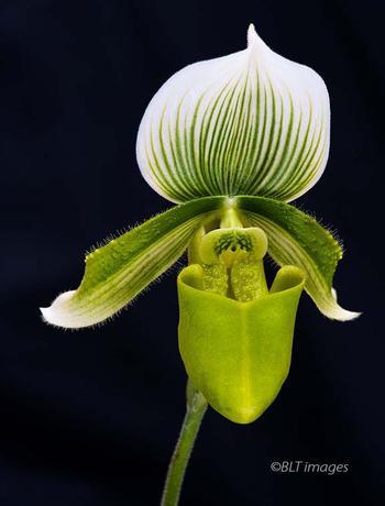A green orchid.