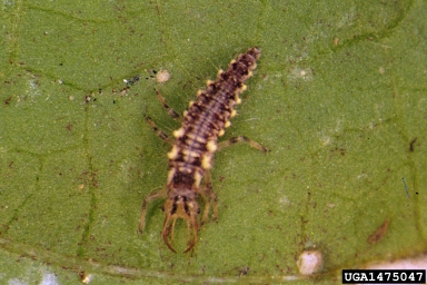 A lacewing larva insect.