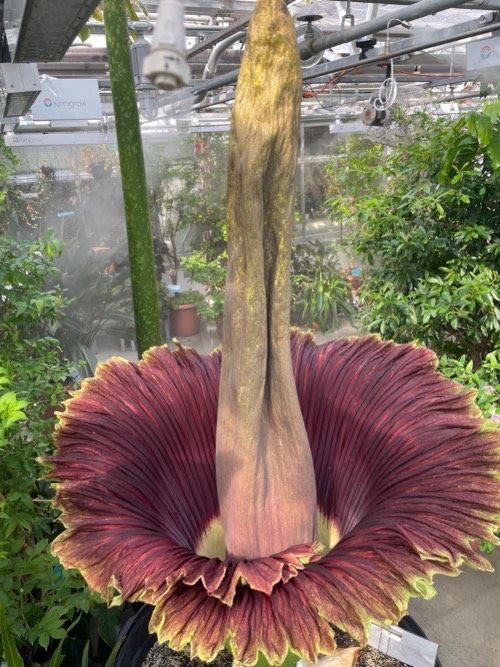 Morphy's just opened inflorescence during its 2022 bloom. 
