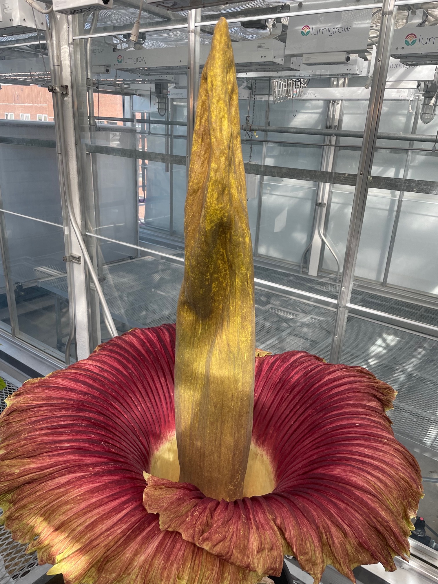 Morphy Jr during its first bloom in 2022.