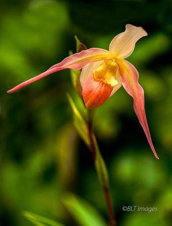 A peach-colored orchid.