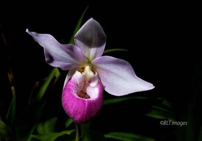 A purple orchid.