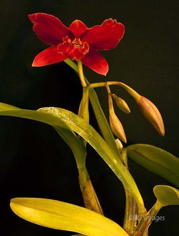 A red orchid.
