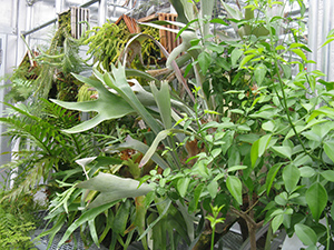 Plants in the Subtropical Room.