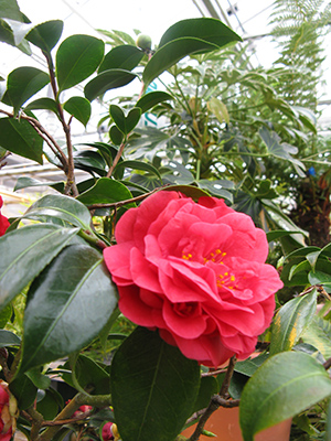 A pink flower in the subtropical room.