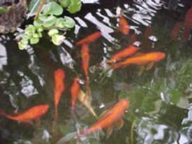 Fish in the Subtropical Room's pond.