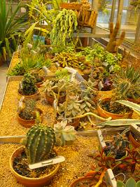 Plants in the Xeric Room.