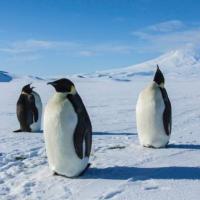 Film Special: Antarctica
