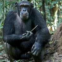 Biological Anthropology—Niche Construction by Chimpanzees and Gorillas