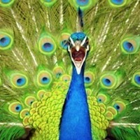 MONSTERS, PEACOCKS, AND POETS: The Hybrid Elements of Ennius' Epic Persona