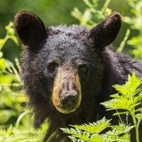 The Social Black Bear: What Bears Have Taught Me About Being Human