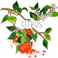 CITRUS (a Senior Fellowship Project by Celeste Jennings '18)