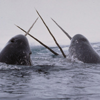Narwhals: Unicorns of the Sea, Researching an Arctic Legend
