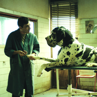 Telluride at Dartmouth Film: "Dogman"