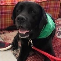 Visit with Winston - Vermont Therapy Dog