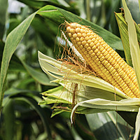 Nourishment: Corn Stories, Panel and Q&A Discussion