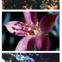 Glimpse[s] of the Garden