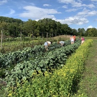 Community Gleaning Day at the Dartmouth Organic Farm