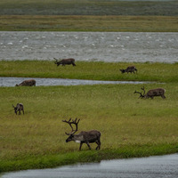 The Changing Ecology of the Russian Arctic