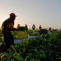 Hop Film Event: Organic Rising - with director Anthony Suau in person