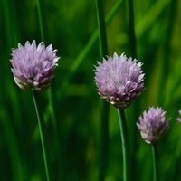 Mindfulness Practice in The Plum Village Tradition