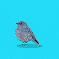 Bluebird Improv