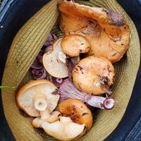 Mushroom Foraging Event