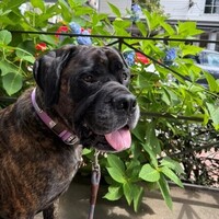 Therapy Dog Visit: Creek